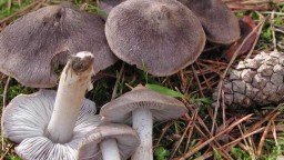 Recepta de cuina de Orada amb fredolics i brots d'anisats